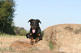 BEAUCERON - PUPPIES 046